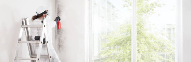 Arlington Heights, IL Mold Removal Company